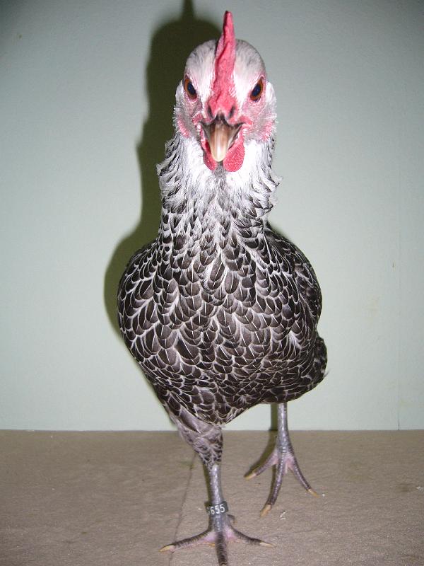 Muenster 2008 752.jpg - Zwerg Sussex grausilber von Manfred Schramm Preis sg 94 Z